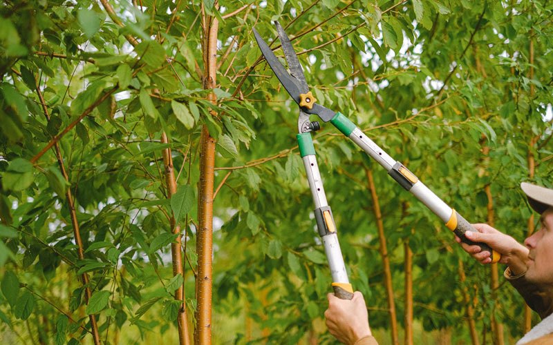 Tree trimming in Alvarado, TX